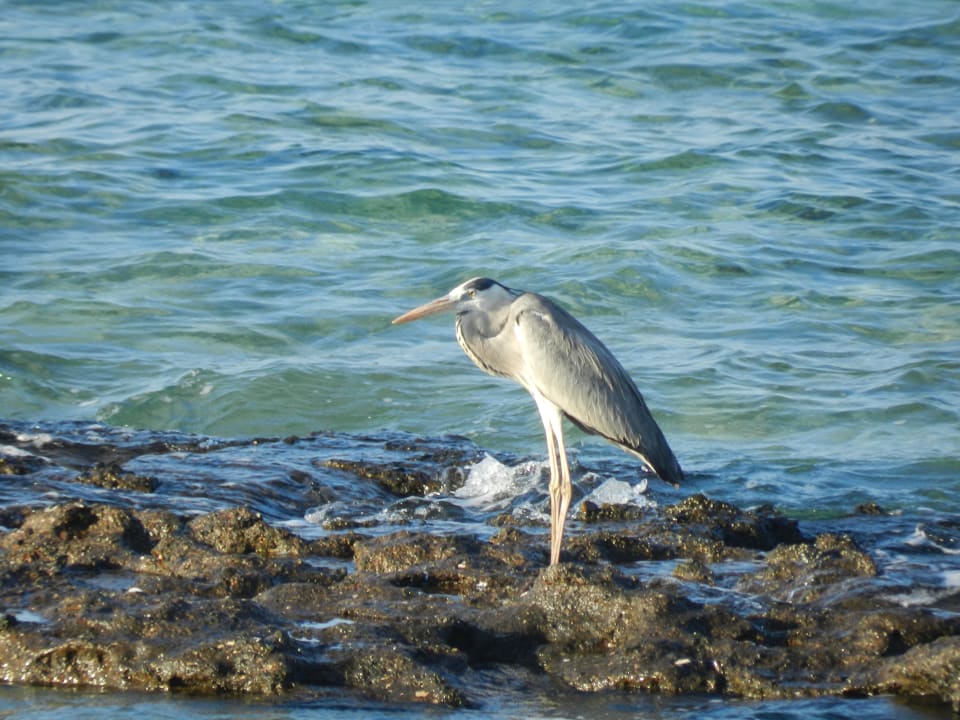Strand Mövenpick Resort El Quseir