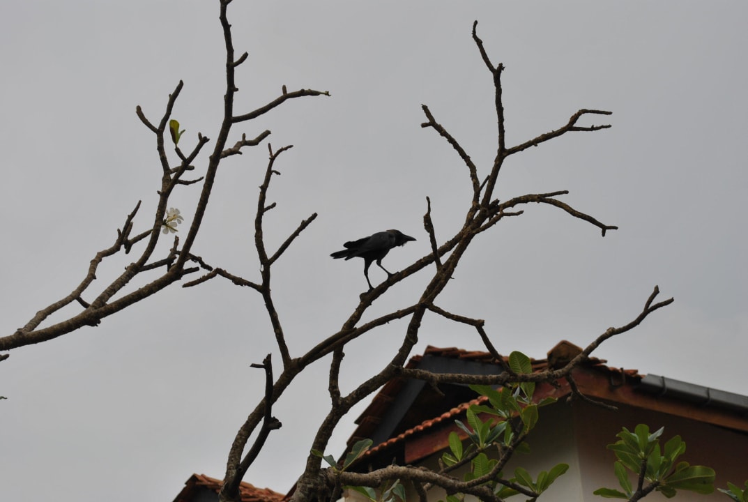 Davon gibt es sehr sehr viel Club Hotel Dolphin