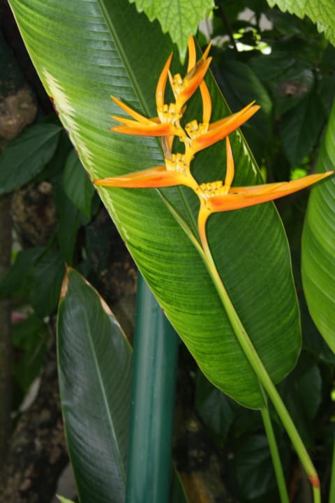 Die Flora von Kuramathi Kuramathi Maldives