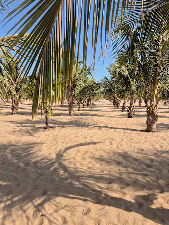 Strand Hotel Riu Baobab
