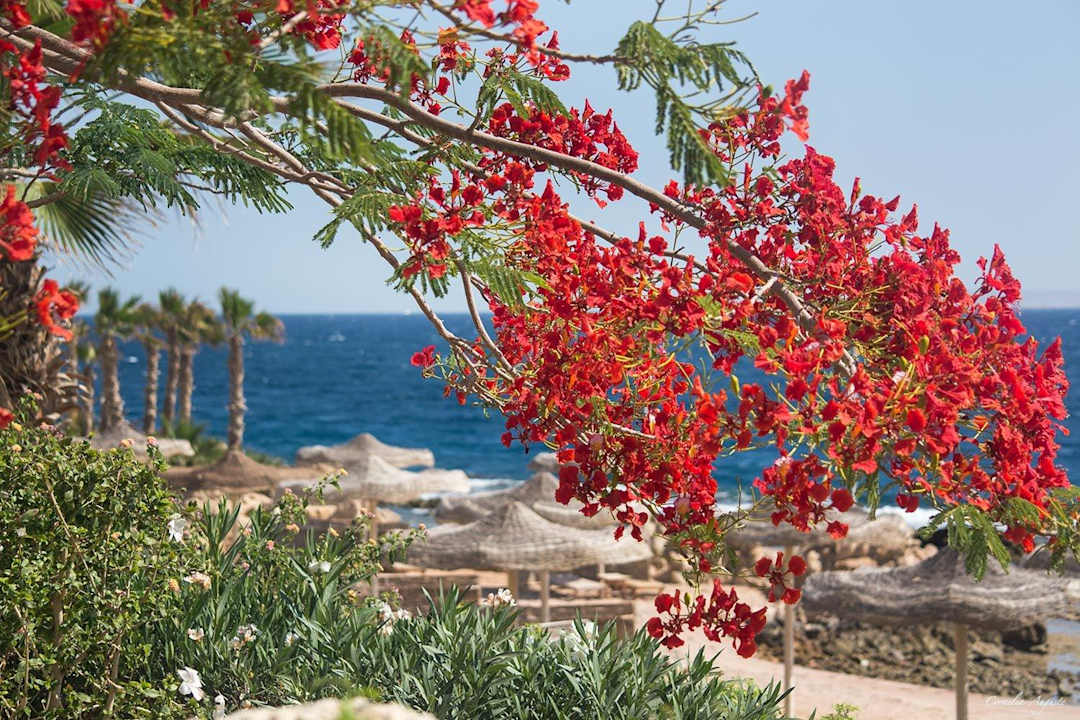 Blumenmeer Pickalbatros Citadel Resort