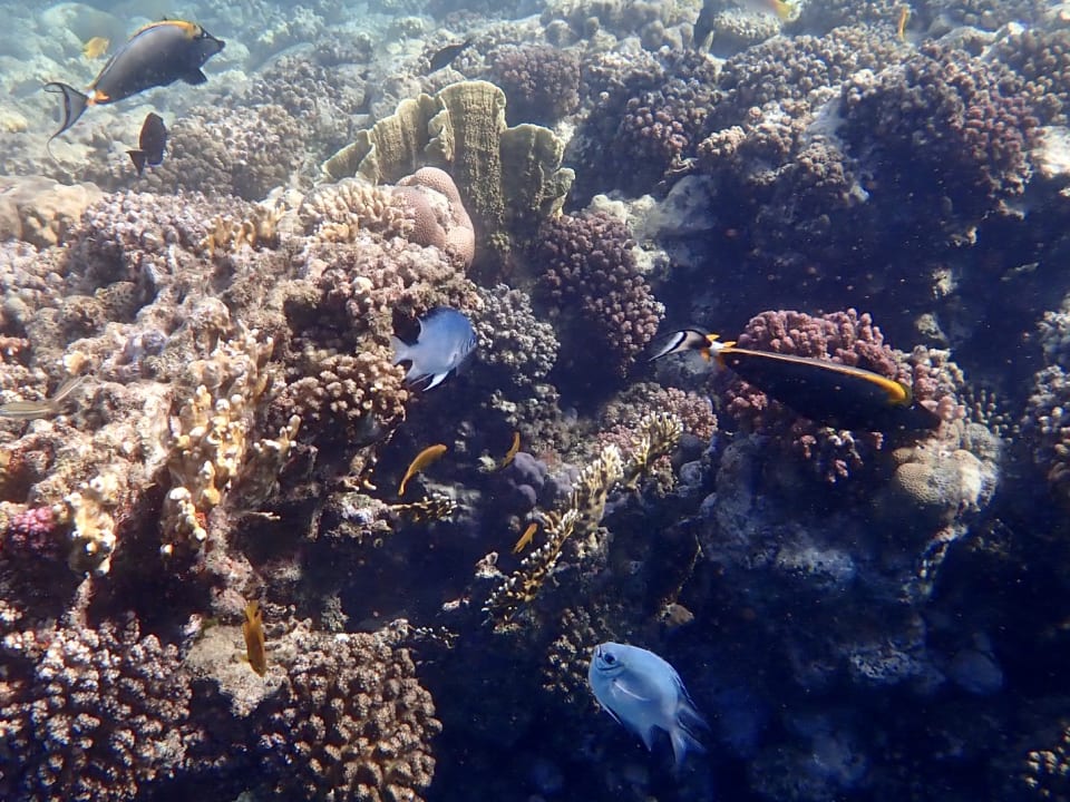 Sport & Freizeit Steigenberger Coraya Beach - Adults only