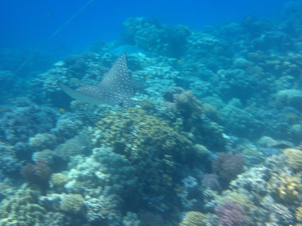 Strand Makadi Spa - Adults only