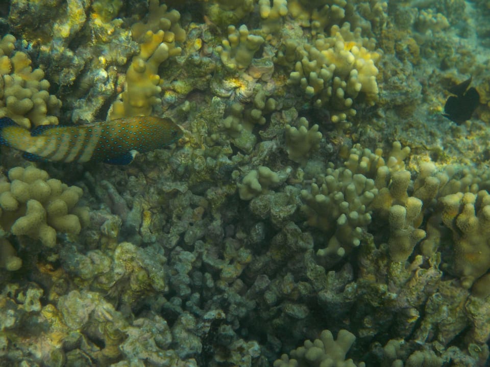 Sport & Freizeit Adaaran Select Hudhuran Fushi - Premium All Inclusive