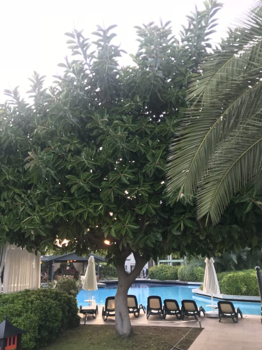 Gartenanlage Limak Lara Deluxe Hotel & Resort