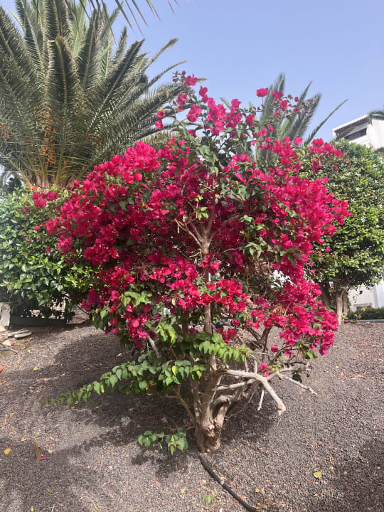 Gartenanlage Marina Playa Suite Hotel