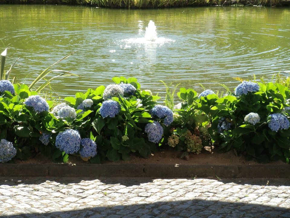 Hortensien und Teich vor Hoteleingang Pestana Bahia Praia Nature & Beach Resort