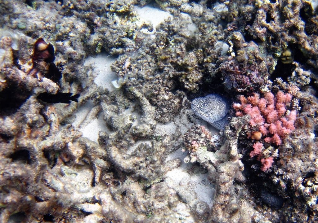 Muräne Hotel Silver Beach