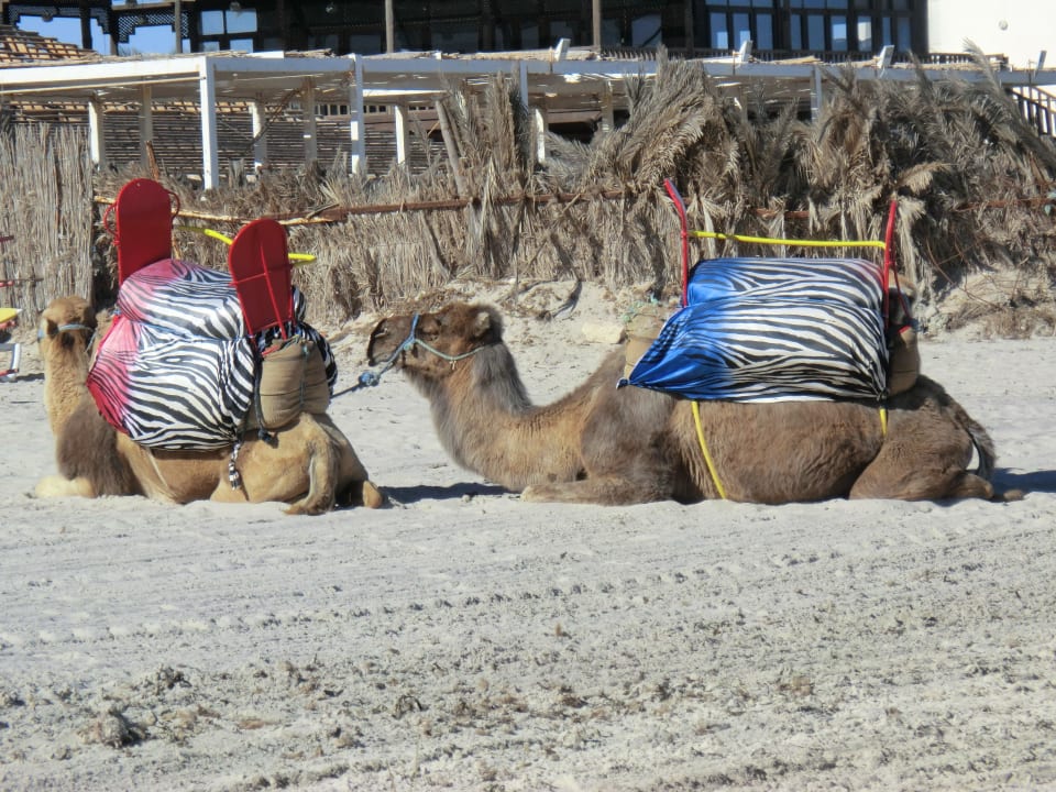 Private Anbieter am hoteleigenen Strandabschnitt Djerba Sun Beach Hotel & Spa