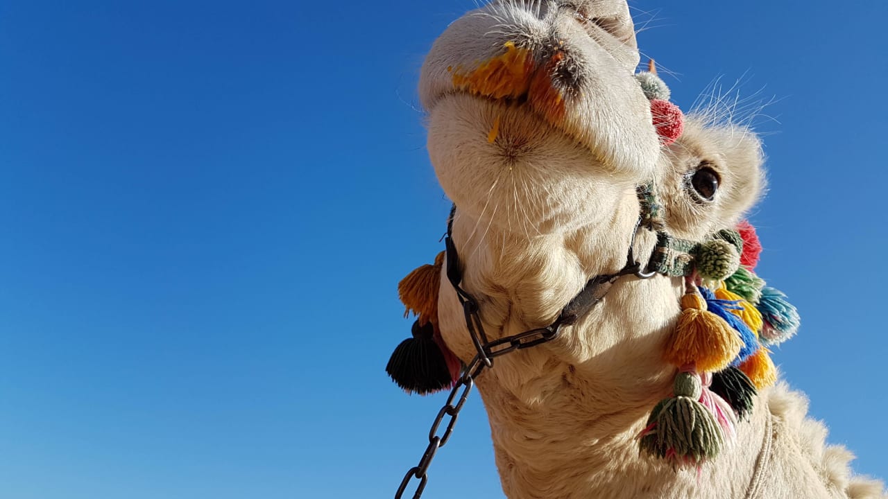 Desert Rose Resort Desert Rose