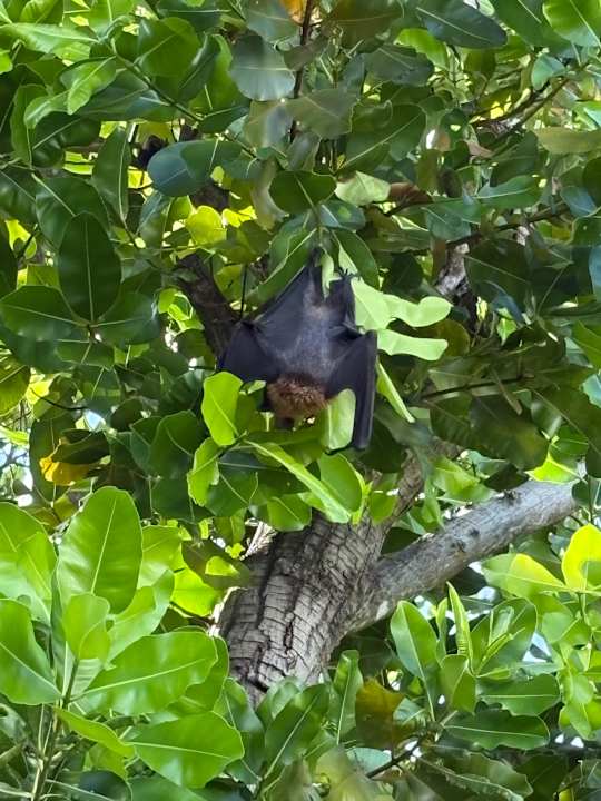 Gartenanlage Guesthouse TME Retreats Dhigurah