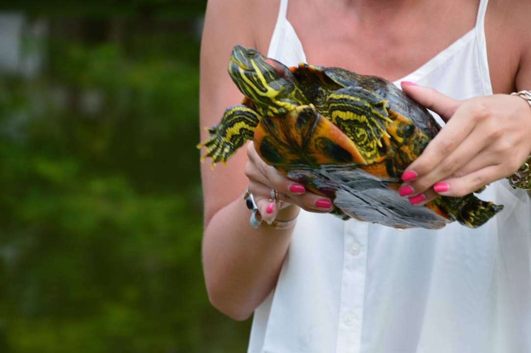 Schildkröte aus dem Teich im Hotel Villas Bavaro Resort & Spa