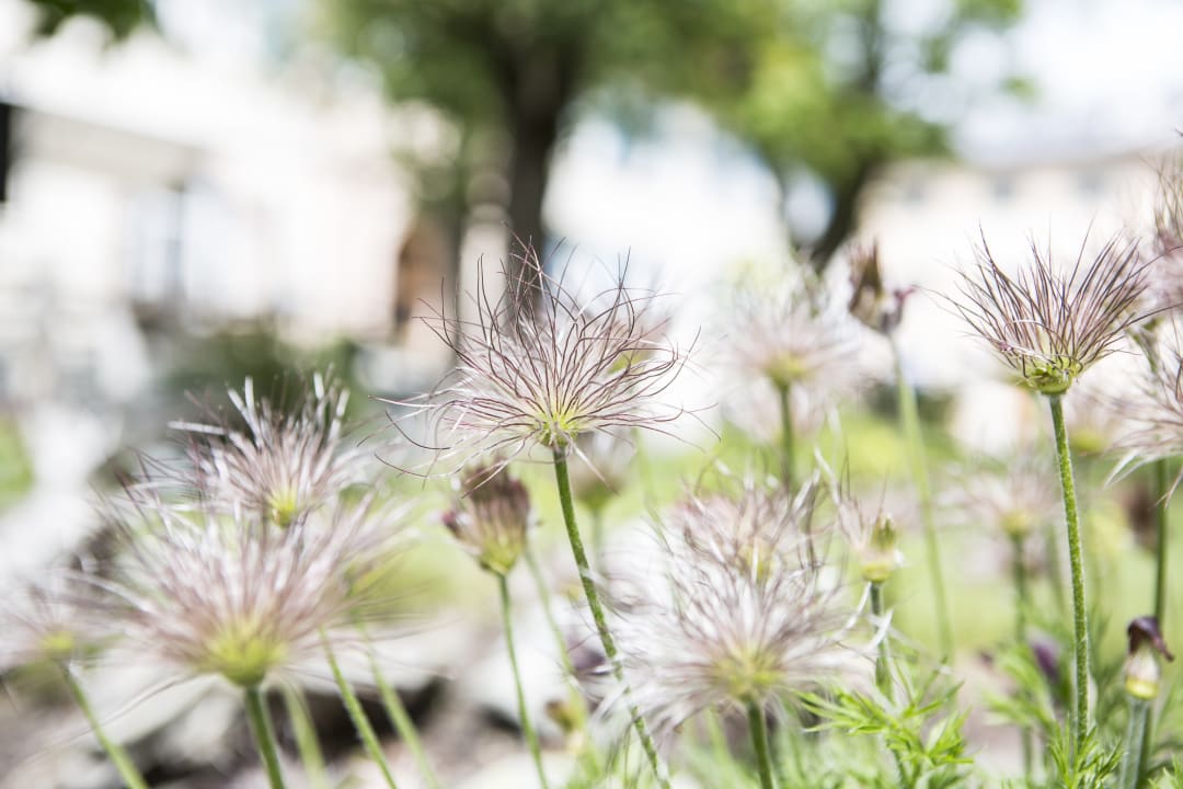 Gartenanlage Hotel Meisser Guarda