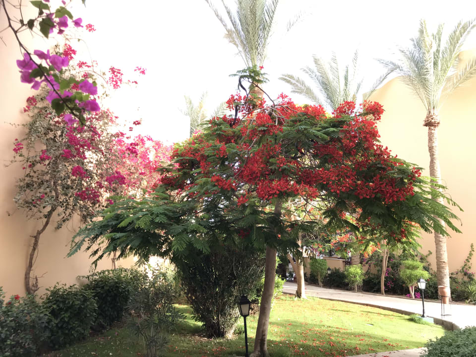 Gartenanlage Steigenberger Coraya Beach - Adults only