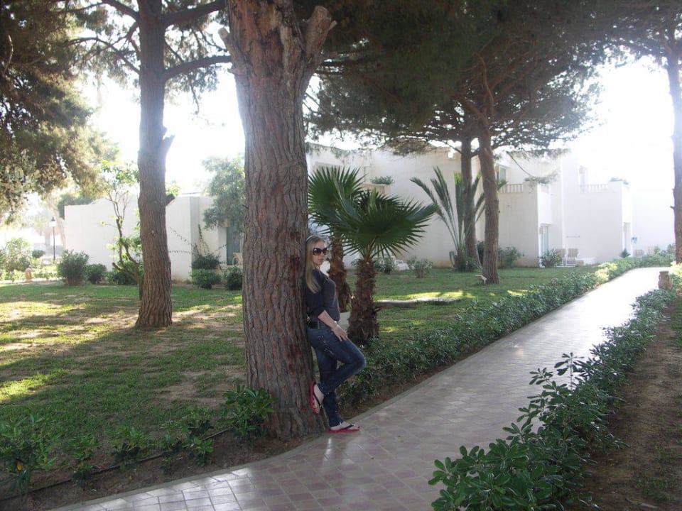 Вековые деревья Steigenberger Marhaba Thalasso Hammamet