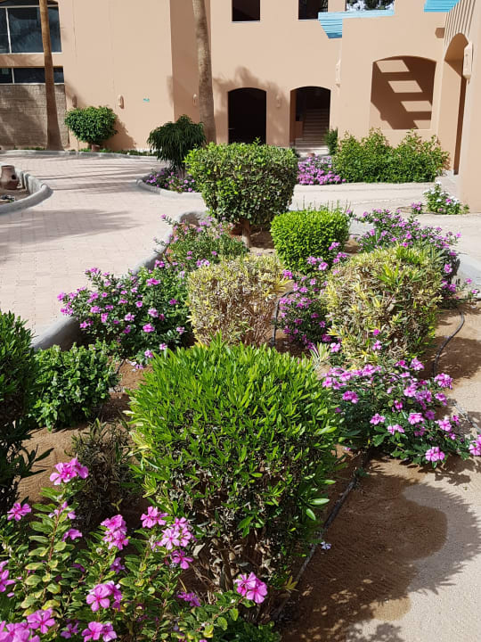 Gartenanlage Club Paradisio El Gouna, Red Sea