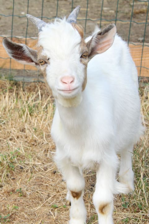Ziegennachwuchs Bauernhof Forellenhof