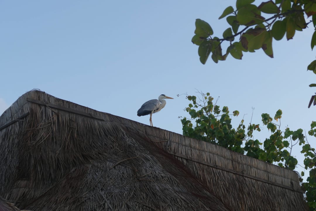 Reiher auf Bungalowdach Kuredu Island Resort & Spa