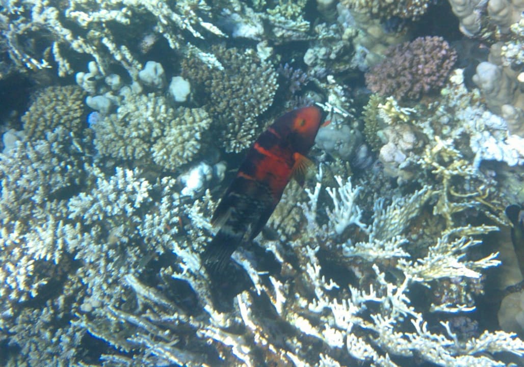 Strand Makadi Spa - Adults only