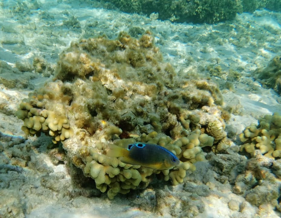 Sport & Freizeit Hotel Riu Palace Maldivas