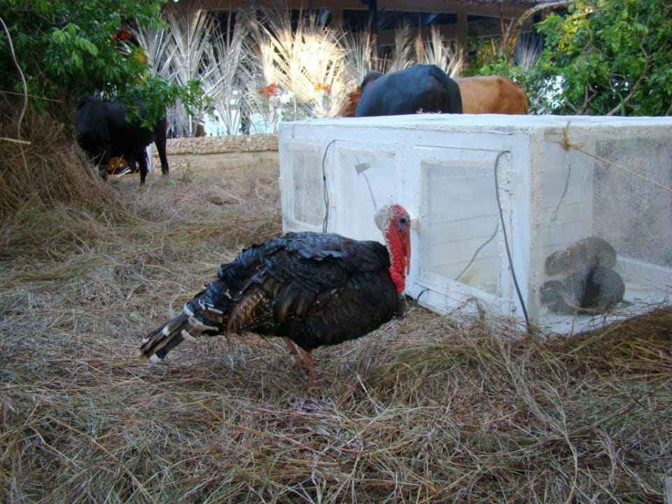 Streichelzoo im Baobab Baobab Beach Resort & Spa