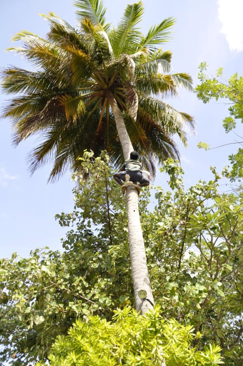 Kokosnuss-Mann Embudu Village