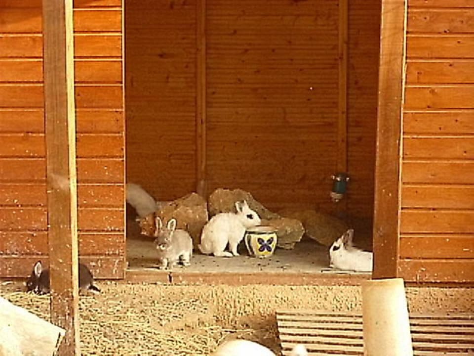 Kaninchenstall nahe der Rezeption Sun Club Eldorado