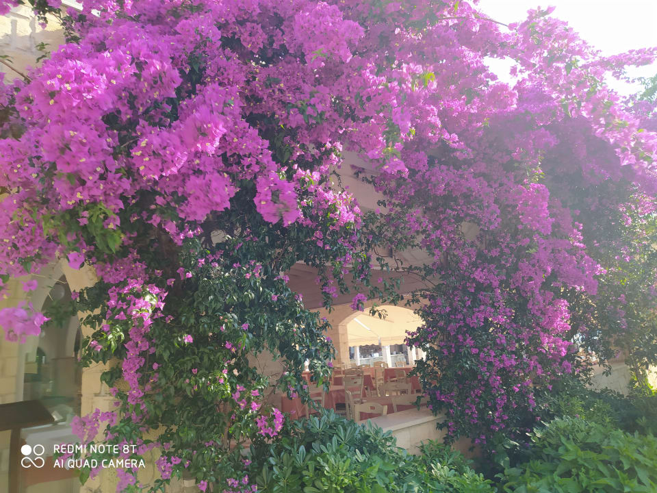 Gartenanlage Hotel Portes Beach