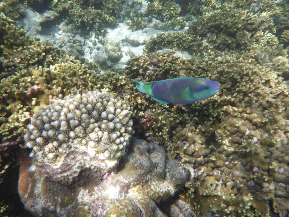 Beim Schnorcheln Adaaran Select Meedhupparu Island Resort - Premium All Inclusive