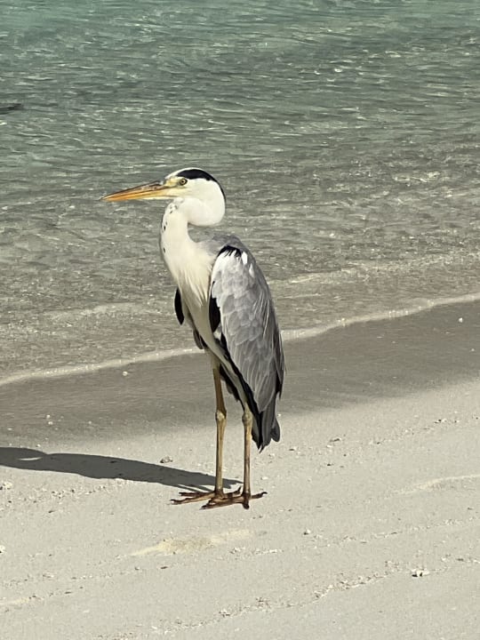 Strand Meeru Maldives Resort Island