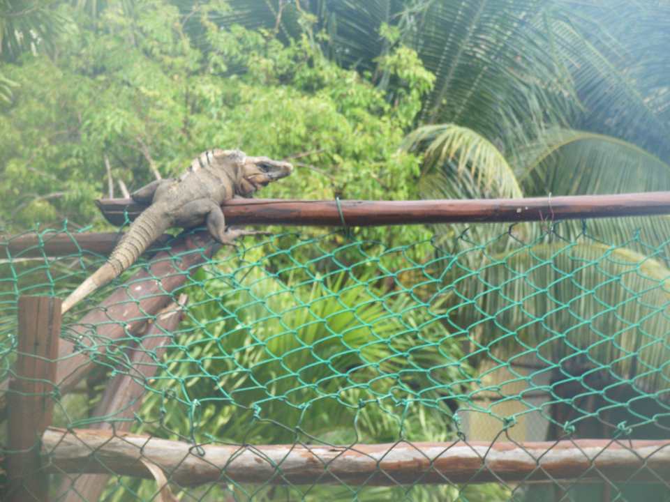 Die gibt es überall im Hotel Grand Palladium Kantenah Resort & Spa