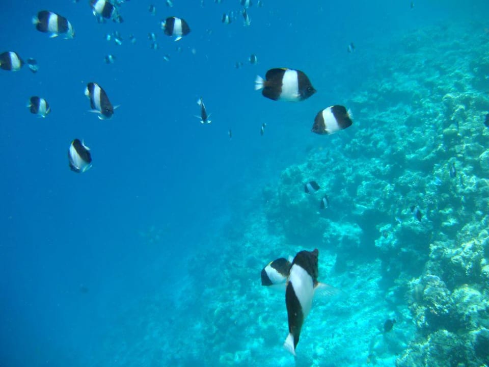 Riffkante Vilamendhoo Island Resort & Spa