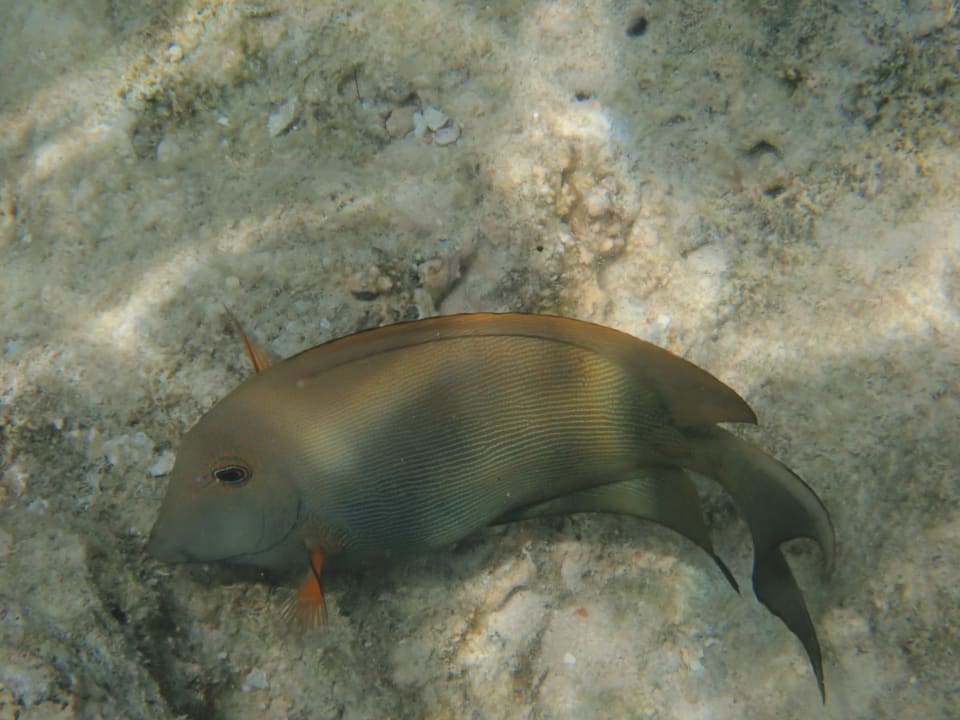 Strand Makadi Spa - Adults only