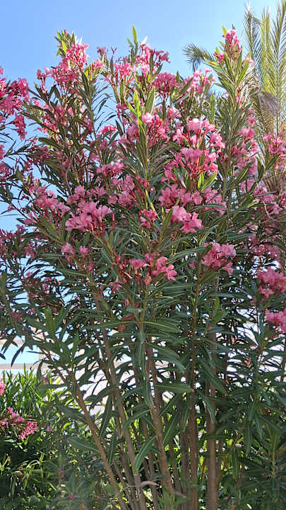 Sonstiges Sunis Evren Beach Resort Hotel & Spa