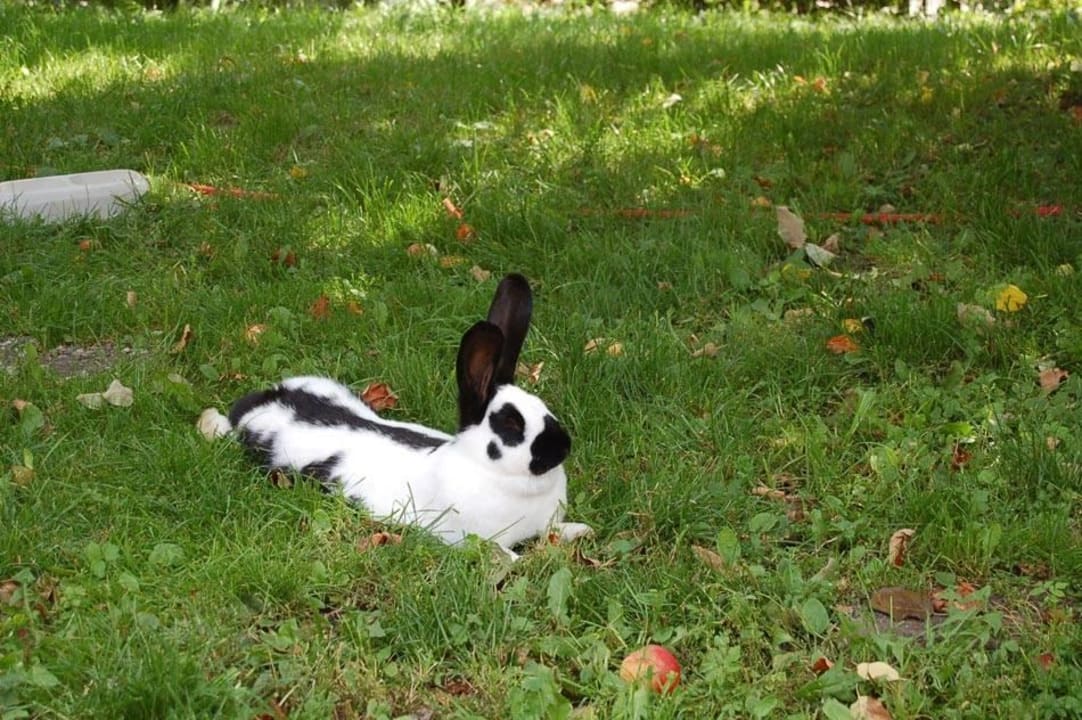 Tiere am Hof Peterer-Hof