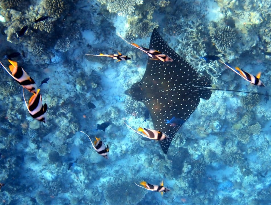 Sport & Freizeit Filitheyo Island Resort