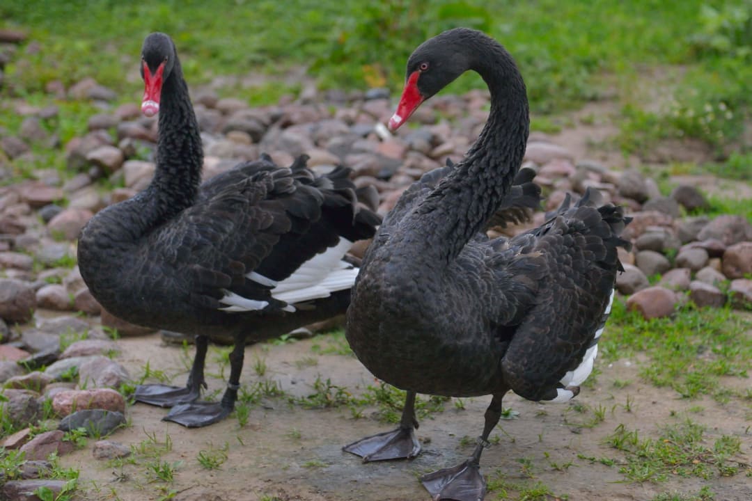 Dla pasjonatów ptaków Dwór Stanica Rzeczna Łabędzie