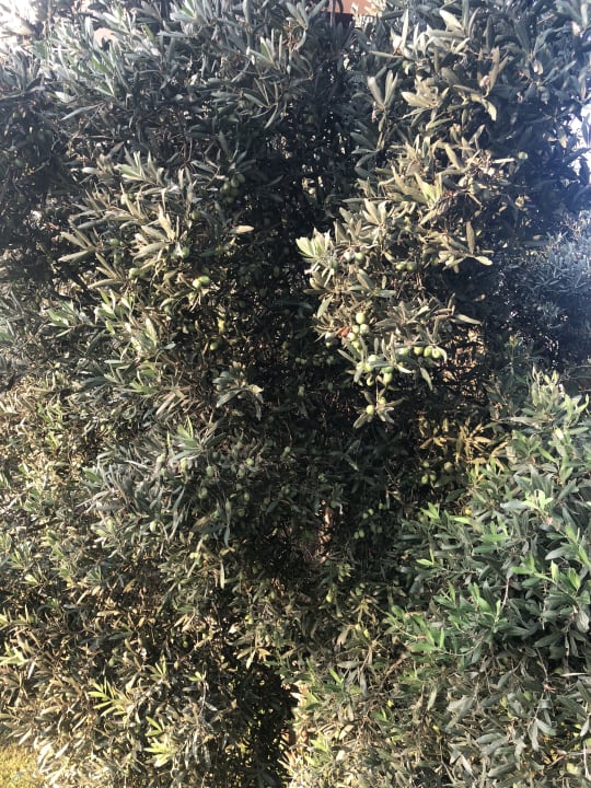 Gartenanlage Labranda Alantur Resort