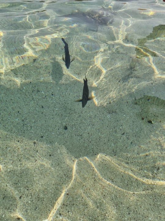 Strand Radisson Blu Resort, El Quseir