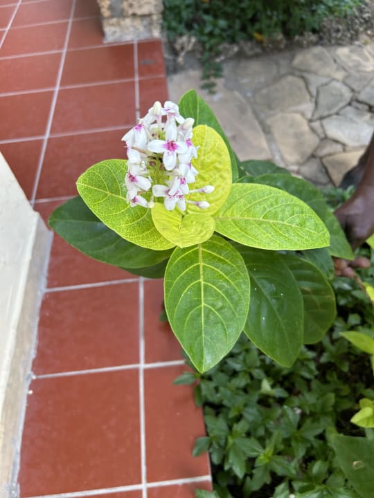 Gartenanlage Bahari Beach Hotel