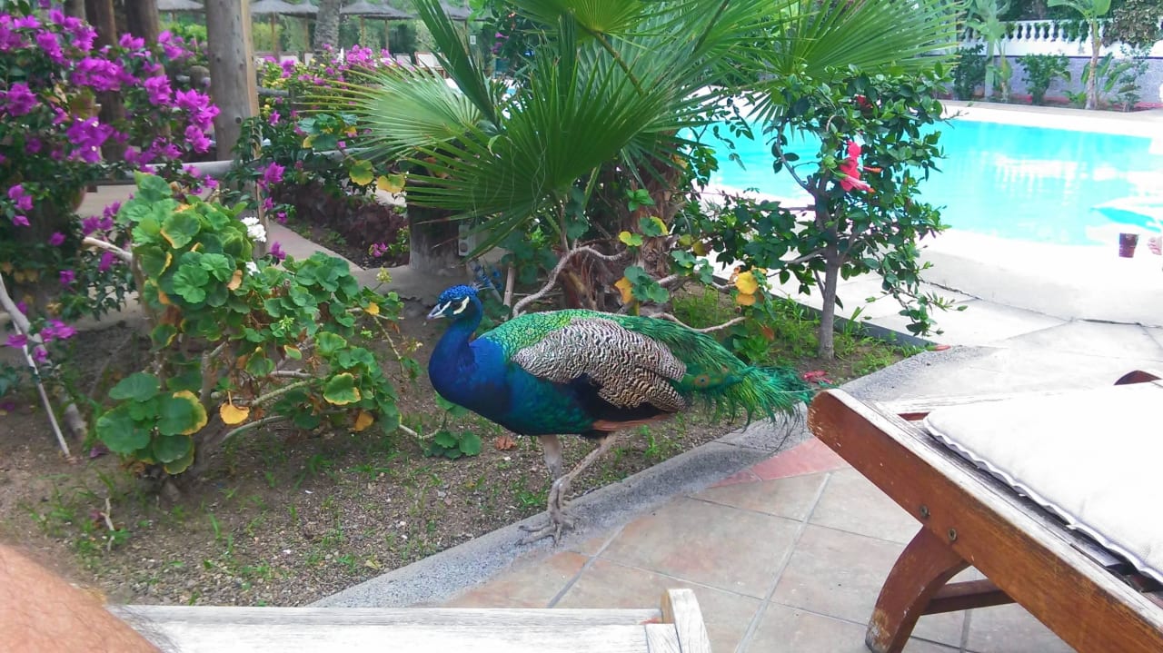 Freilaufender Pfau  HL Miraflor Suites Hotel