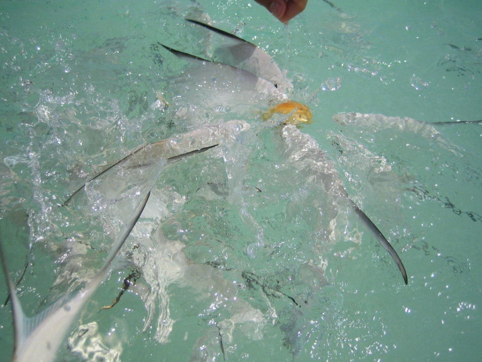Fische füttern direkt am Hotel-Strand Catalonia Playa Maroma
