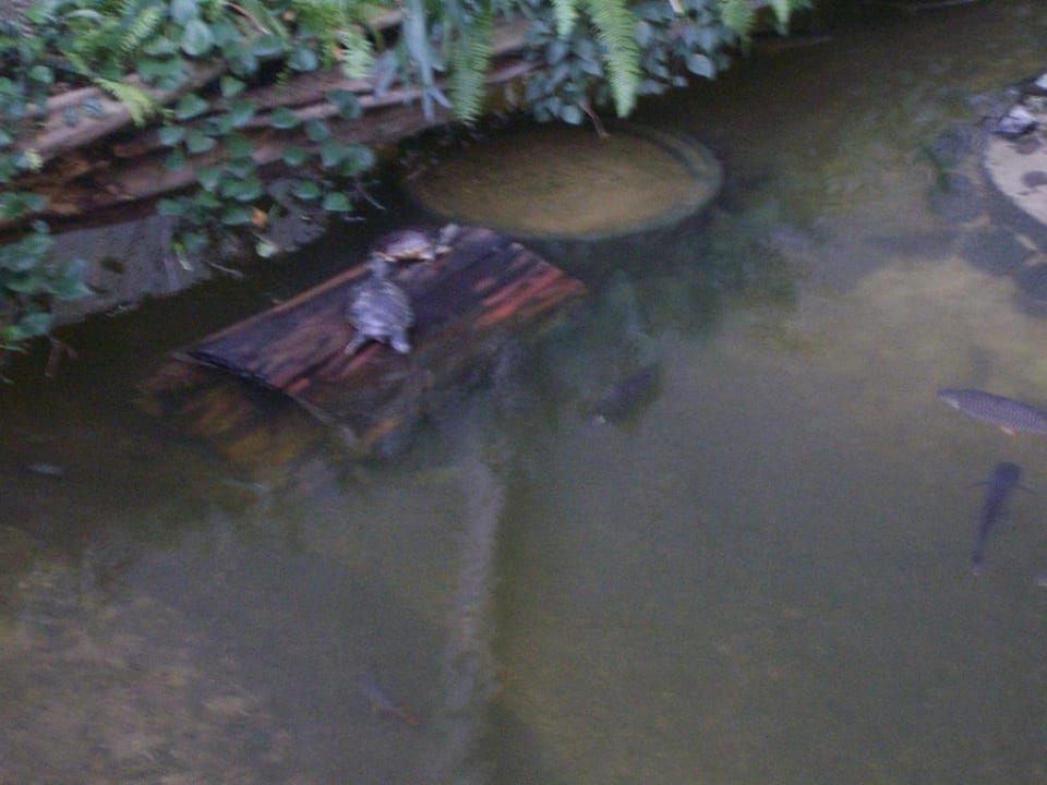 Schildkröten im Dschungel Tropical Islands Resort