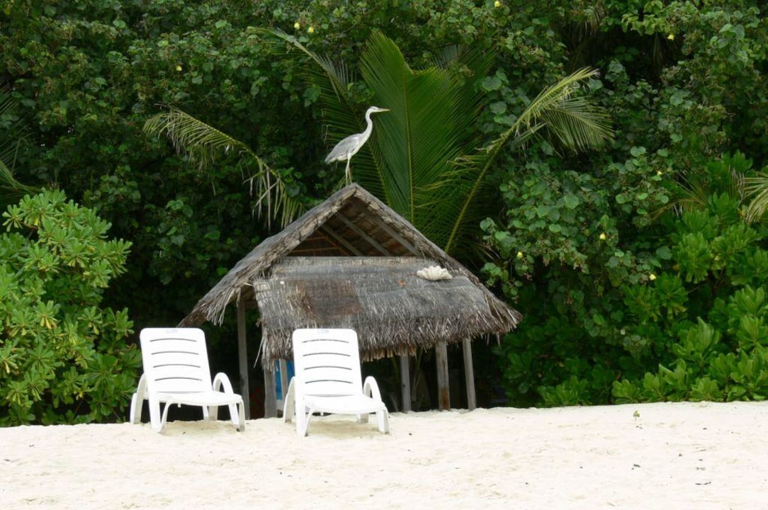 Reiher  Summer Island Maldives