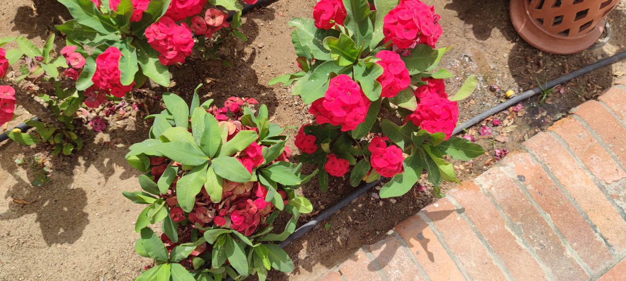 Gartenanlage Steigenberger Coraya Beach - Adults only