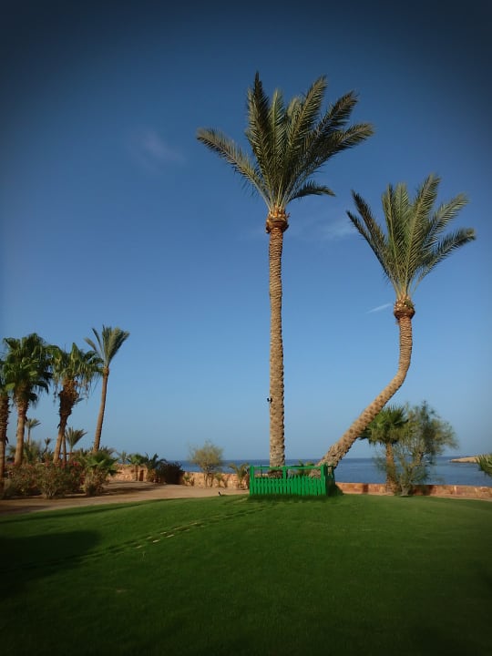 Gartenanlage Steigenberger Coraya Beach - Adults only