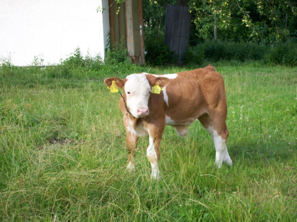 Kälbchen Ferienwohnung Döllelhof