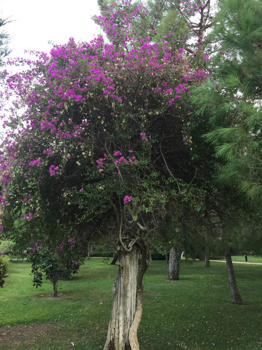 Außenansicht Balmy Foresta