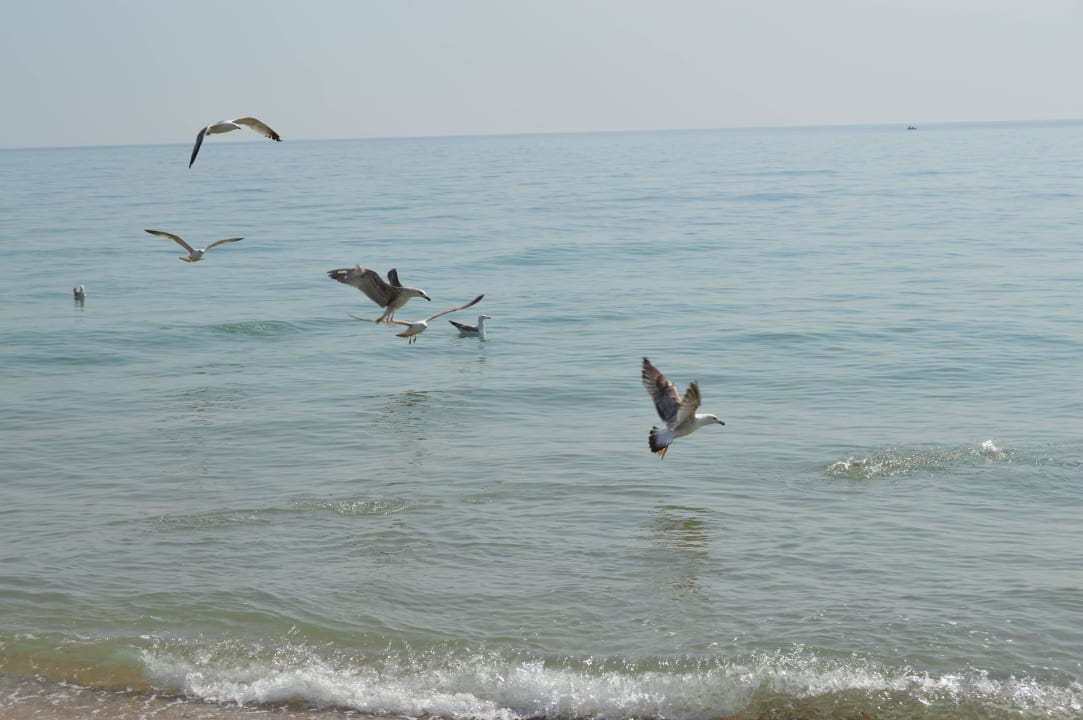 Black sea in april in golden sands HVD Viva Club Hotel