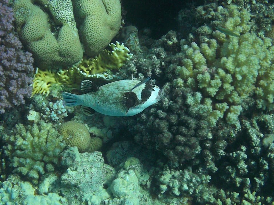 Kugelfisch Prima Life Makadi Resort